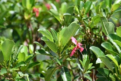 Hauya elegans cornuta