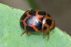 Chrysomelini
