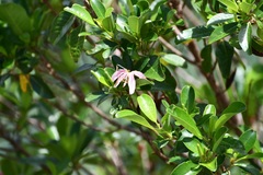 Hauya elegans cornuta