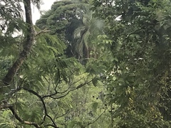 Amazona autumnalis
