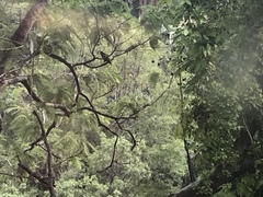 Amazona autumnalis
