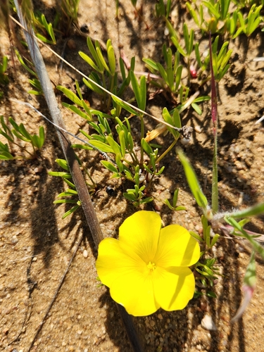Image of Oxalis namaquana by (c) Jo Roberts, some rights reserved (CC BY)