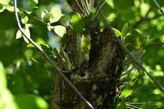 Guarianthe aurantiaca