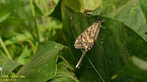 Dragon Swallowtail
