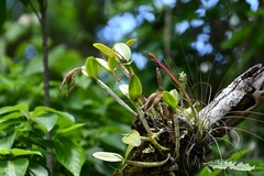 Guarianthe aurantiaca