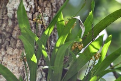 Prosthechea maculosa