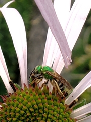Agapostemon virescens