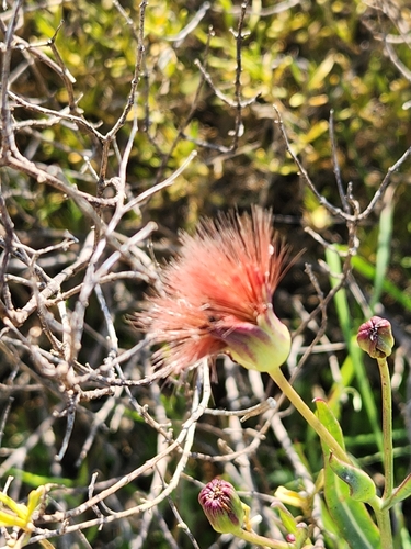 Contorted Babooncabbage (Othonna tortuosa)