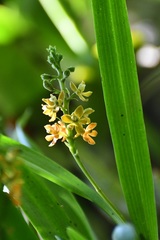 Prosthechea maculosa