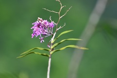Epidendrum myrianthum