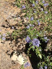 Ceanothus parvifolius