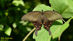 Papilio dehaanii