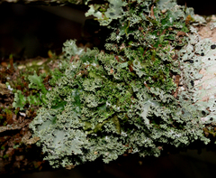 Pseudocyphellaria multifida