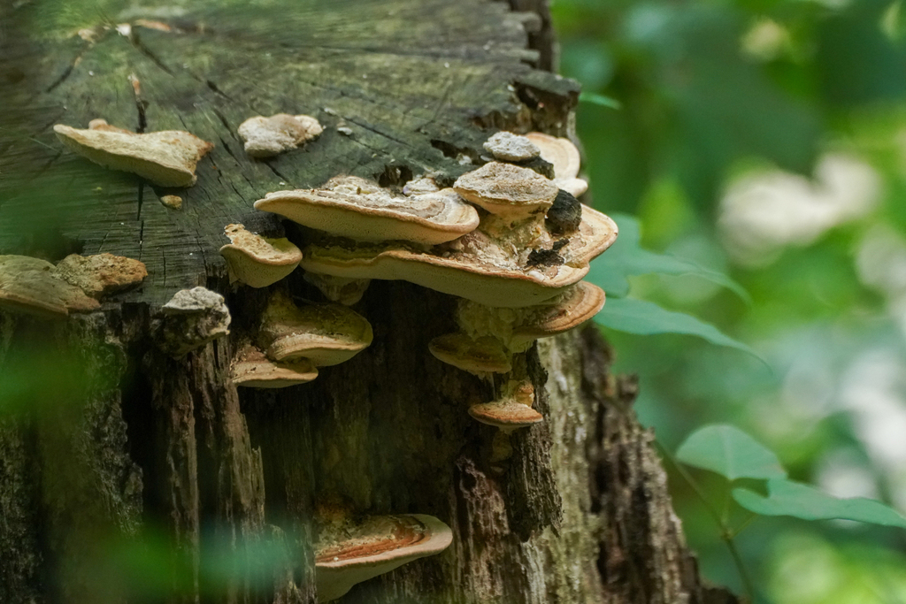 Fomitopsis dickinsii · August 2024 · photo: © tbc_watanabe (iNaturalist, cc-by)