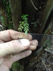 Tmesipteris lanceolata