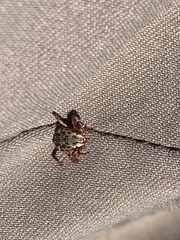 Dermacentor andersoni