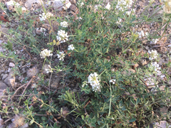 Dorycnium