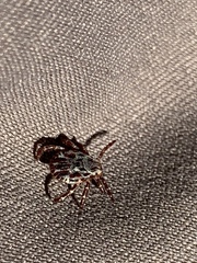 Dermacentor andersoni
