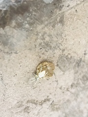 Araneae