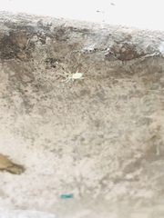 Araneae
