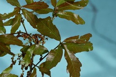 Quercus corrugata