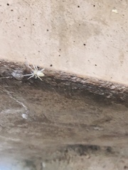 Araneae