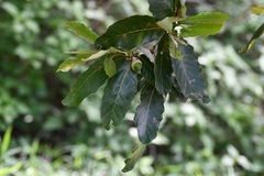 Quercus purulhana