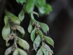 Tmesipteris lanceolata