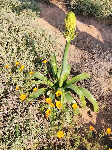 Image of Ornithogalum xanthochlorum by (c) Jo Roberts, some rights reserved (CC BY)