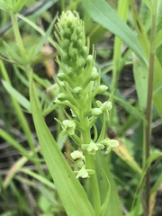 Platanthera flava herbiola