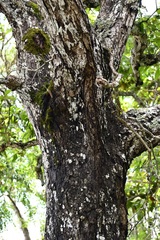 Quercus purulhana