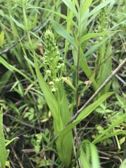 Platanthera flava herbiola