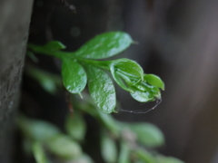Tmesipteris lanceolata