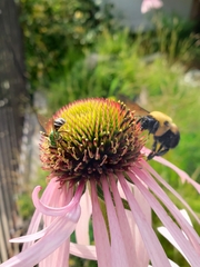 Agapostemon virescens