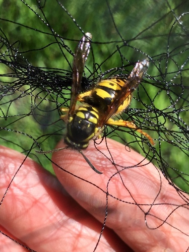 iNaturalist observation photo of Common Aerial Yellowjacket