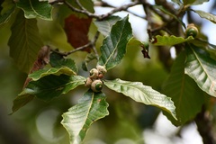 Quercus purulhana