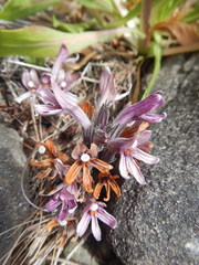 Aphyllon californicum californicum