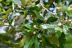 Quercus purulhana