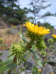 Aphyllon californicum californicum