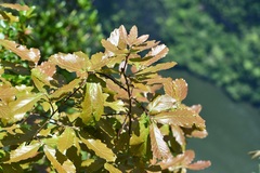 Quercus purulhana