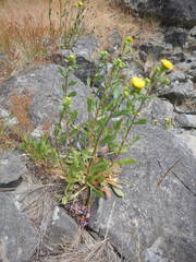 Aphyllon californicum californicum