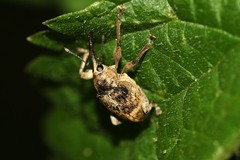 Curculio venosus