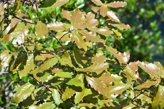 Quercus purulhana