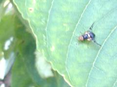Rhagoletis cerasi