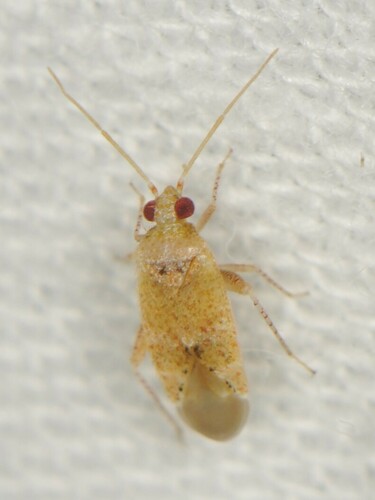 Parthenicus pinicola