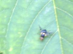 Rhagoletis cerasi