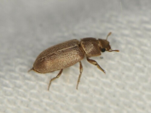 Darkling beetle