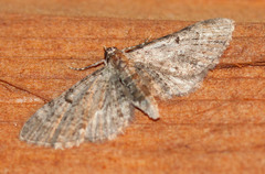Eupithecia tripunctaria