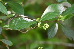 Psychotria erythrocarpa