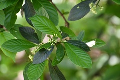 Psychotria erythrocarpa